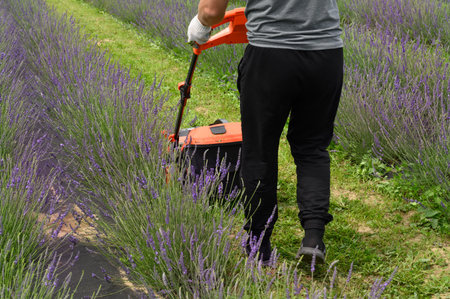 A man mows the grass with an electric lawnmower, mowing the grass between the lavender bushes....