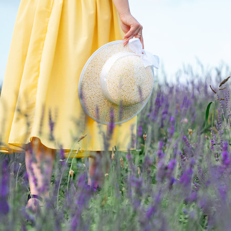 A girl in a yellow dress walks in a lavender field, a young girl between lavender bushes.の写真素材