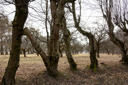 Old crooked trees in the park, from which the leaves have already fallen, many leaves on the ground.