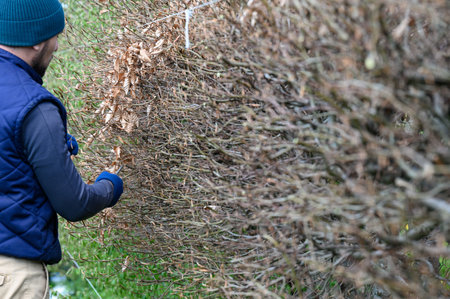 Leveling and trimming a hedge with a stretched cord and scissors, a gardener in the garden at work.の写真素材