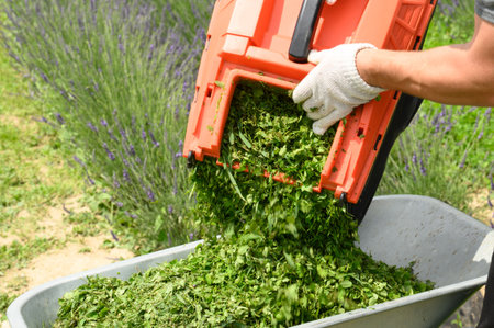 The gardener pours freshly cut grass from the basket into the wheelbarrow, small grass for silence.