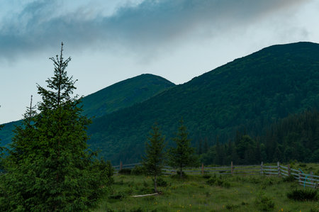 Mount Vukhaty Kamin in the Carpathians of Ukraine, summer in the mountains with a clear sky and sunny weather, evergreen forest against the background of the sky.のeditorial素材
