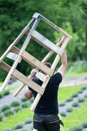 A man carries a small wooden ladder on his shoulder, with a field of lavender bushes in the background in spring.の写真素材