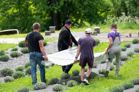 Men carry metal profile across a lavender field.の写真素材
