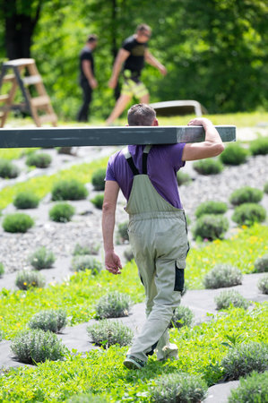 A man carries a wooden beam for installing a gazebo in a lavender field, installation work.の写真素材