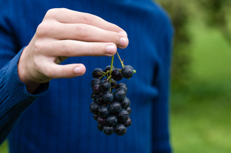 Hand holding a bunch of ripe dark grapesの写真素材