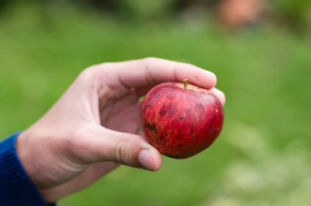 A hand gently holds a small, ripe red apple against a blurred green background. The apple's skin shows some imperfections, suggesting it's freshly picked.の写真素材