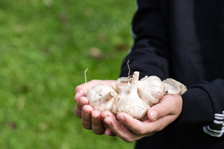 Close-up of hands gently holding a cluster of freshly harvested garlic bulbs against a blurred green background. The bulbs are white and papery, ready for use or storage.の写真素材