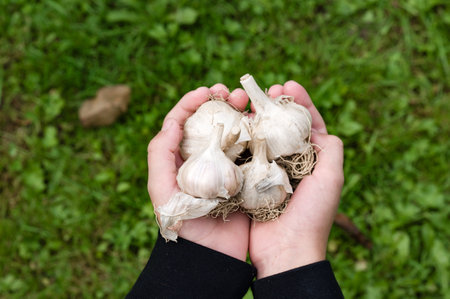 A close-up view of hands cupping a cluster of freshly harvested garlic bulbs. The bulbs are white with dried roots, held against a backdrop of vibrant green grass.の写真素材