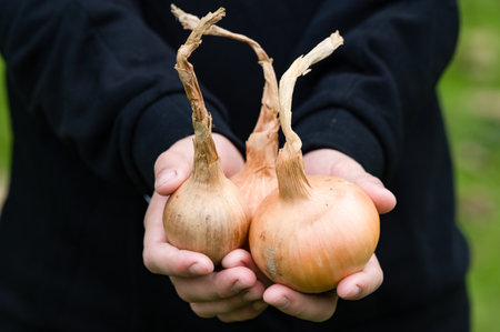 Close-up of hands offering three freshly picked onions, showcasing the earthy tones and dried stalks against a blurred green background.の写真素材