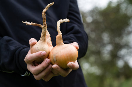 Close-up of hands gently holding three freshly harvested onions. The background features a blurred natural setting, emphasizing the focus on the harvested vegetables.の写真素材