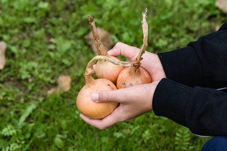 Close-up of hands gently holding three freshly picked onions against a backdrop of green grass. The onions display earthy tones and dried stems, suggesting a recent harvest.の写真素材