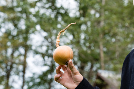 A close-up of a hand holding a ripe, light brown onion with a dried stalk against a blurred background of green trees.の写真素材