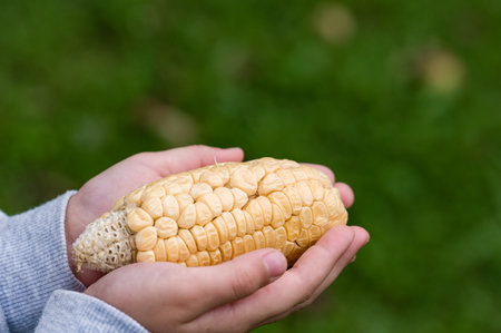 A close-up of two hands gently holding a mature ear of corn. The kernels are plump and dry, suggesting readiness for harvest. The blurred green background provides a natural setting.の写真素材