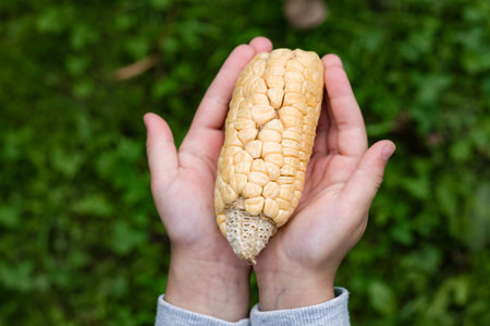 Close-up of a child gently holding a dried corn cob. The yellowish kernels and textured cob are prominent against the blurred green background, creating a rustic, autumnal feel.の写真素材