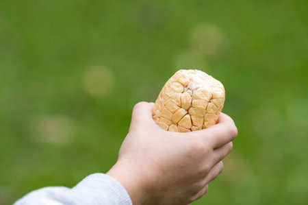 A close-up of a child's hand gently holding a partially revealed ear of corn against a blurred green background. The focus is on the texture and color of the corn.の写真素材