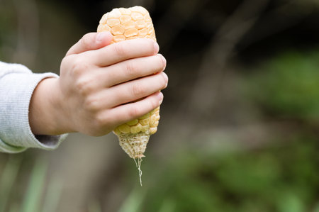 A close-up of a child's hand gripping a corn cob, kernels mostly gone, with silky strands hanging down against a blurred green backdrop.の写真素材