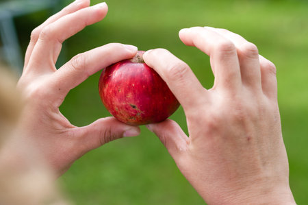 Close-up of two hands carefully examining a ripe, red apple. The blurred green background suggests an outdoor setting, possibly an orchard or garden. The focus is on the apple and the delicate touch of the hands.の写真素材
