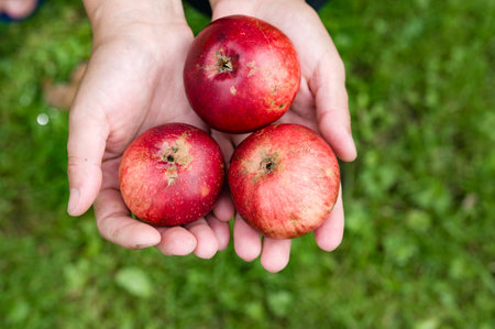 A pair of hands gently cradles three ripe, red apples against a backdrop of vibrant green grass. The apples show slight imperfections, suggesting a natural, freshly picked quality.の写真素材