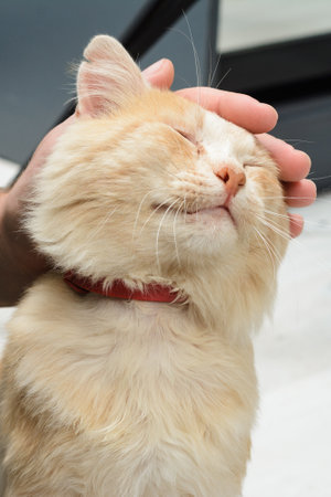 A fluffy ginger cat with a red collar closes its eyes in bliss as a hand gently strokes its head. The cat's peaceful expression shows its contentment and affection.の写真素材