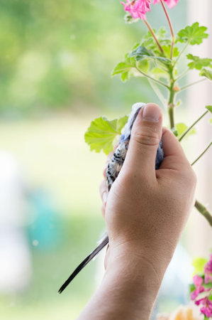 Close-up of a hand holding a small, colorful bird. The bird appears calm. Pink flowers are blurred...
