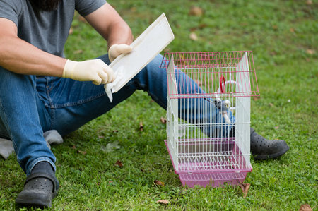 A man sits on the grass, meticulously cleaning a small parrotcage. He carefully wipes a piece of the cage with a cloth, showing attentiveness to his pet's well-being.の写真素材