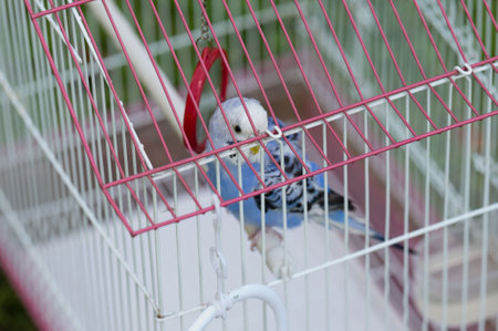 A budgie, predominantly blue and white, perches inside a wire cage. The cage has pink accents.