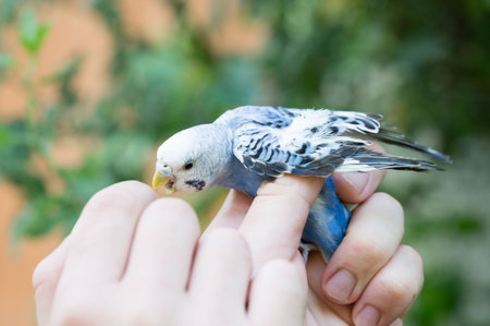 Close-up of a person's hands carefully holding a small, colorful bird. The bird appears calm and content. The background is blurred, suggesting an outdoor setting.の写真素材