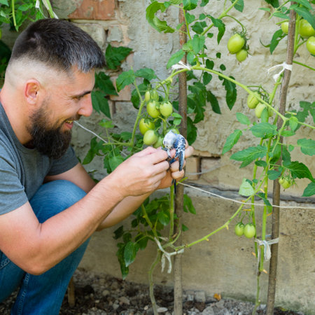 A man with a beard smiles as he carefully holds a small bird near a thriving tomato plant. The scene is peaceful and outdoors.の写真素材