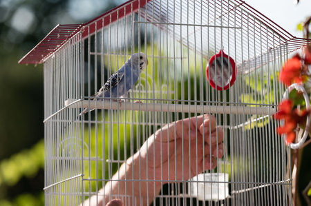 A small, blue parakeet rests on a perch inside its cage. A person's hand is seen approaching the cage, suggesting interaction or care.の写真素材