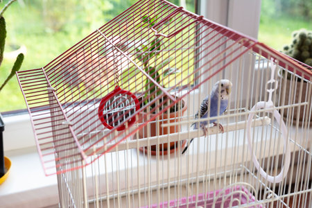 A light blue budgerigar rests on a perch in a white and red birdcage placed near a sunlit window. A small potted plant is also visible.の写真素材