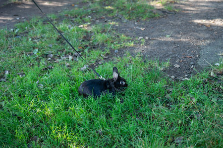 Black rabbit on a leash in the grass.  A cute pet enjoying an outdoor walk.の写真素材