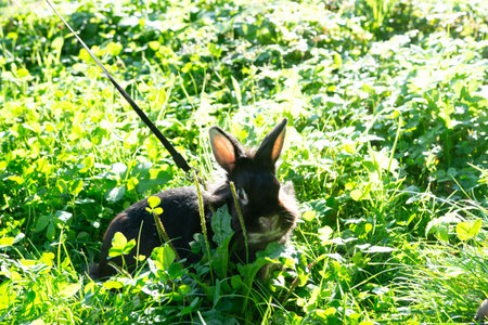 Black rabbit enjoying a sunny day in a lush green field.の写真素材
