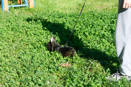 Black rabbit on a leash exploring a lush green field.の写真素材