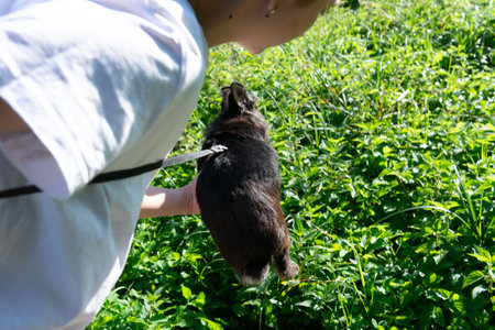 A person gently holds a dark brown rabbit on a leash, amidst lush green vegetation. The scene is peaceful and outdoors.の写真素材