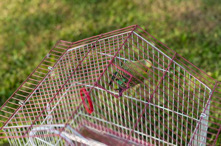A budgie, a small parrot species, sits atop its wire cage. The cage is pinkish-red and white, situated outside on a grassy background.の写真素材