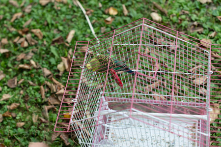 A pair of colorful birds sit inside a wire cage, resting on the ground amidst fallen leaves. The cage is partially open.の写真素材