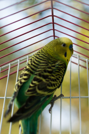 Close-up of a budgerigar (parakeet) in a cage. Its bright green and yellow plumage is detailed, showing the intricate patterns in its feathers. The blurred background suggests an outdoor setting.の写真素材