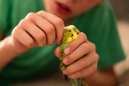 Close-up of a child's hands carefully holding a pair of budgies. The birds are vibrant green and yellow, and the child's expression is one of gentle care.の写真素材