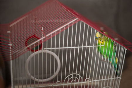 A close-up shot of two green budgerigars inside a small, house-shaped cage. The cage is primarily...