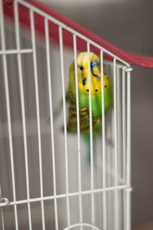 A close-up shot of a budgerigar in a white wire cage. The parrot is bright yellow and green, and appears alert and active.の写真素材