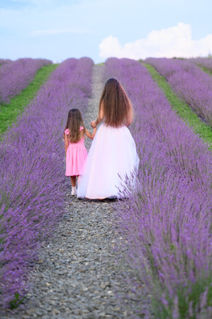 A heartwarming scene of a young girl and her mother walking together in a vibrant lavender field. The sunlight illuminates the scene, creating a sense of warmth and joy.の写真素材