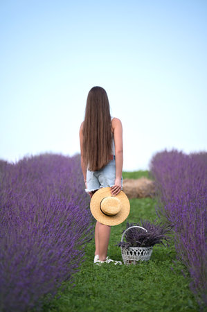 Woman in lavender field, holding a straw hat and basket of flowers.  Summer serenity.の写真素材