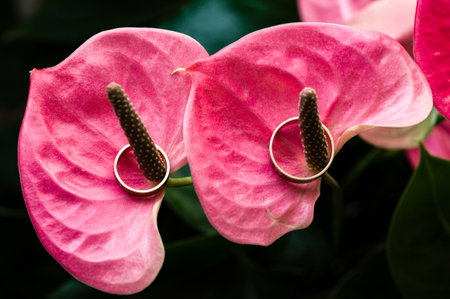 Close-up shot of two gold wedding bands delicately placed on vibrant pink flower petals. The image evokes feelings of romance and celebration.の写真素材