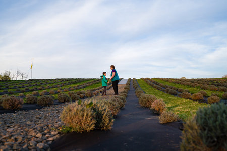 Two figures, a child and an adult, walk along a pathway amidst neatly arranged rows of lavender plants. The sky is clear and the overall atmosphere is peaceful and serene.の写真素材