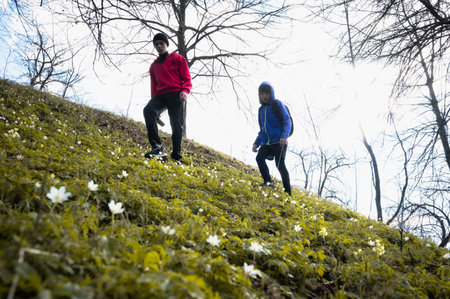Two individuals hike uphill on a grassy slope covered in white wildflowers. Trees frame the scene in the background under a bright sky.の写真素材