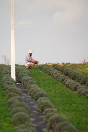 A gardener with a hat carefully trims a lavender field with an electric tool. Rows of plants stretch across a lush landscape under a bright sky. The scene reflects horticultural practices.の写真素材