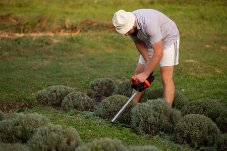 In a vibrant outdoor setting, a gardener meticulously trims bushes with a hedge trimmer. Wearing a...