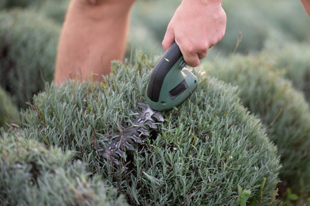 The image shows a person tending to their garden, using a cordless electric shrub shear to prune a healthy lavender bush on a sunny day, demonstrating lawn maintenance.の写真素材
