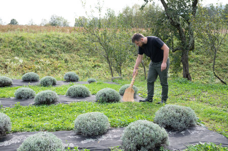 A man sweeps leaves in a rural field. He is surrounded by round bushes planted in rows over black...